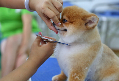 北京雪思嘉寵物美容師培訓(xùn)學(xué)校：寵物美容時容易出現(xiàn)哪些危險？