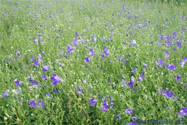 山東醫(yī)藥技師學院中學藥經(jīng)營專業(yè)怎么樣？