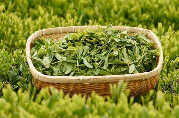 想做評(píng)茶師？那你應(yīng)該來(lái)石家莊聞達(dá)職業(yè)技能培訓(xùn)學(xué)校學(xué)學(xué)了